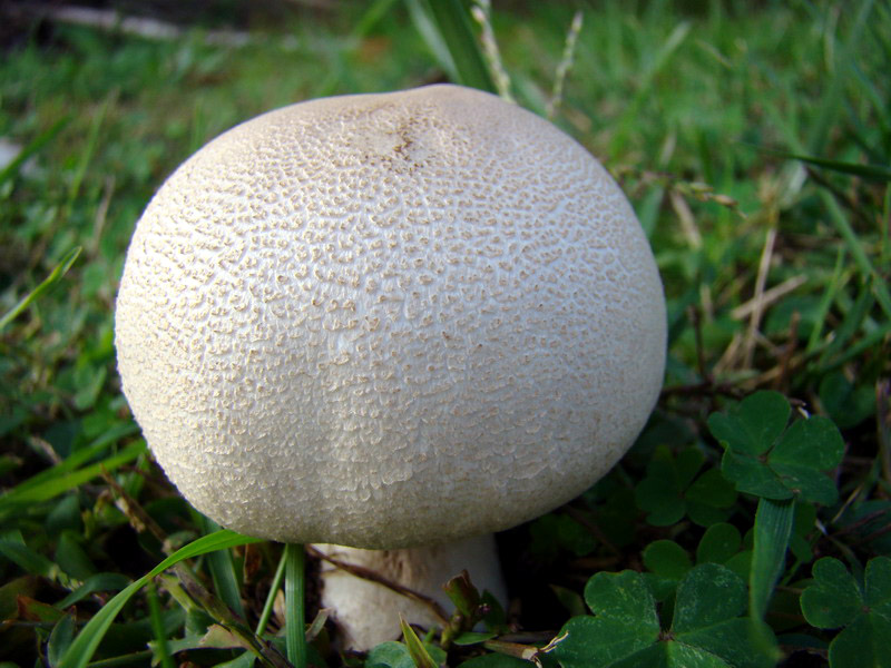 Agaricus arvensis ?